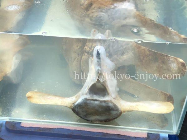 博物ふぇすてぃばる!クジラの骨