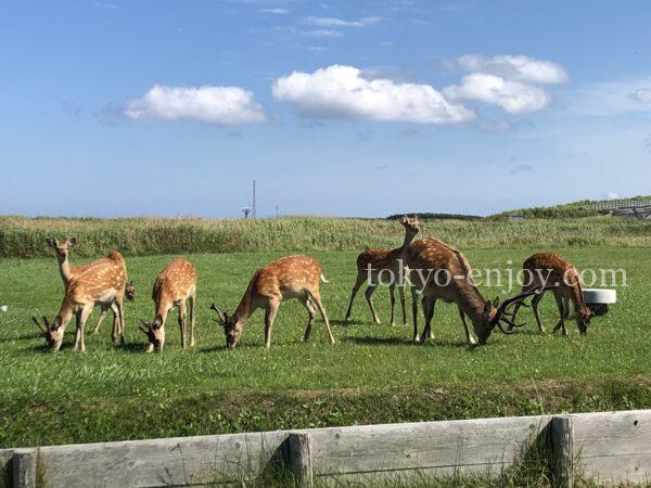 エゾシカ 宗谷岬公園