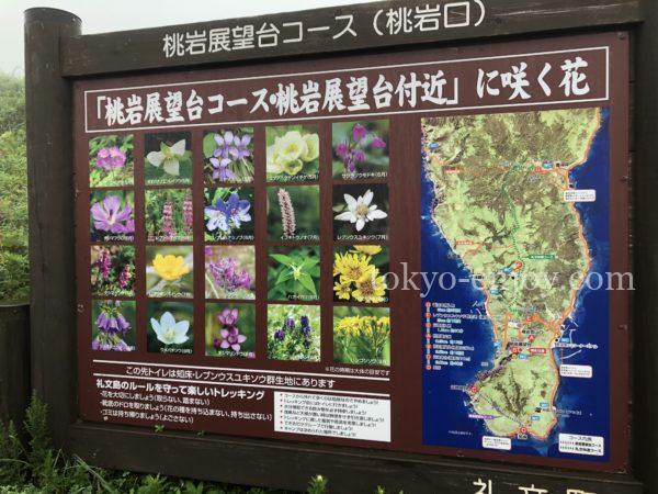 礼文島 花れぶん 花ガイド